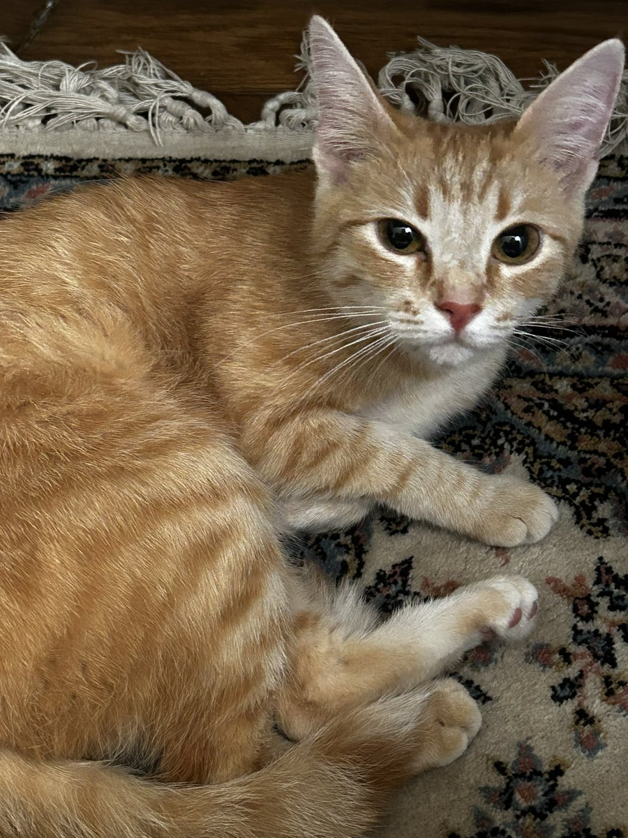 прівєт, я Нульовка, моя мама повезла тачку пацанам, а мене лишила з якоюсь тьотьою, вона зараз працює і тому я видаю звуки трактора, настрій такий 😏

а і закиньте Томі грошииии