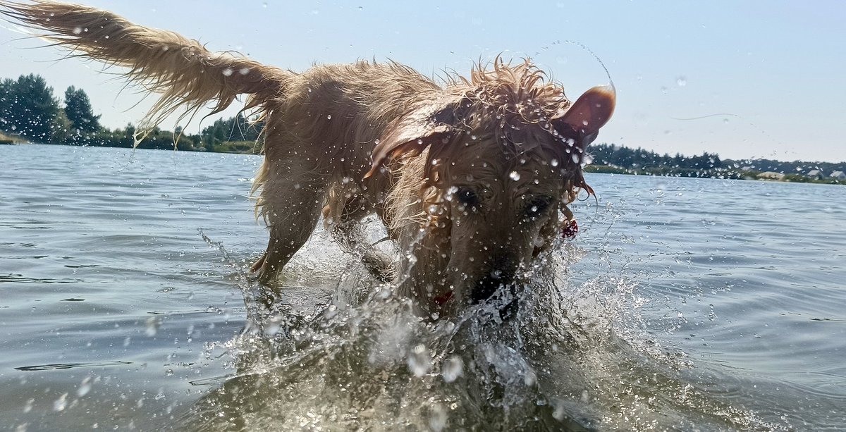 MMikrosko's tweet image. Szaleństwo😍
#weekend #weekendfun #weekendloading #dogsoftwitter #dogsofX #photo #photo