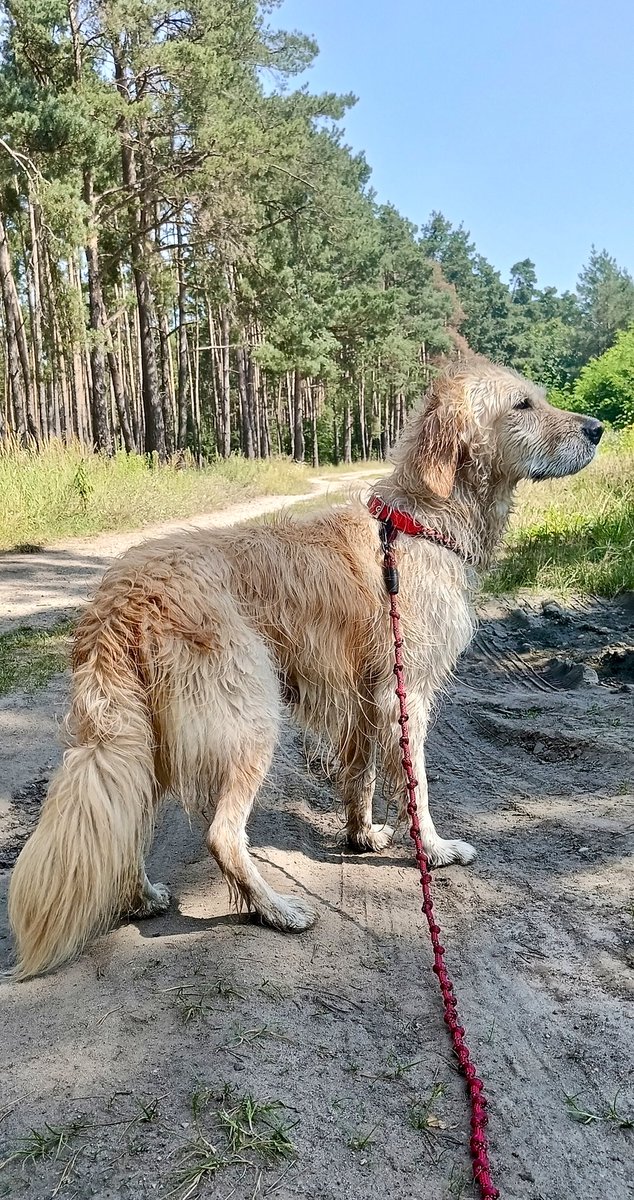 MMikrosko's tweet image. Szaleństwo😍
#weekend #weekendfun #weekendloading #dogsoftwitter #dogsofX #photo #photo