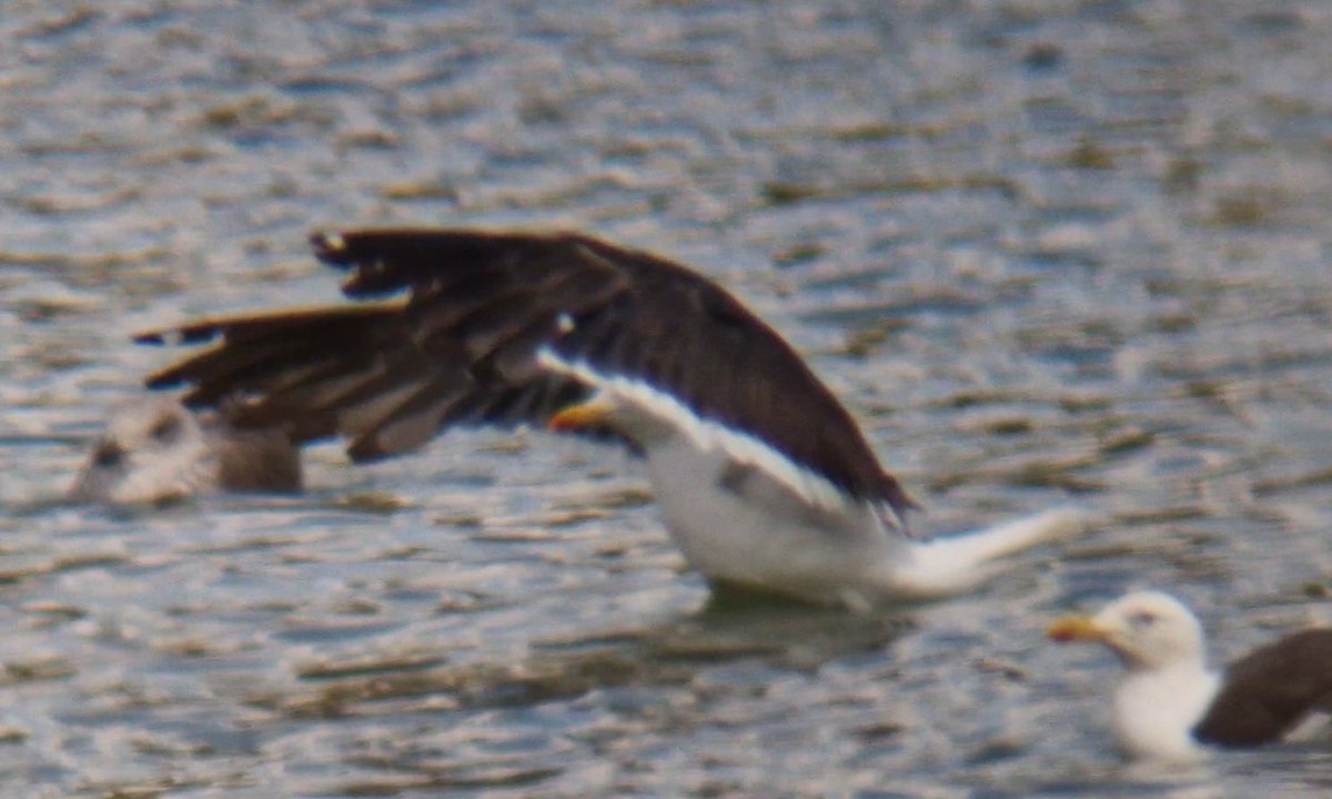 Daniel Langston (@dlangstonbirder) on Twitter photo Freiston Heath Lae Res. Ringed Juv Casp, nice ad-type unringed Baltic candidate and 6 YLG.
Leadenham Tip: 3 1s Casps, 20 YLG and Hobby.
<a href="/Lincsbirding/">Lincsbirding</a> Freiston Heath Lae Res. Ringed Juv Casp, nice ad-type unringed Baltic candidate and 6 YLG.
Leadenham Tip: 3 1s Casps, 20 YLG and Hobby.
<a href="/Lincsbirding/">Lincsbirding</a>