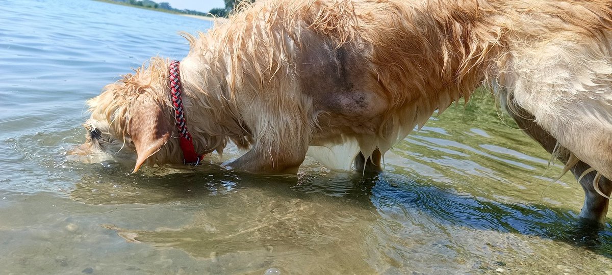 MMikrosko's tweet image. Szaleństwo😍
#weekend #weekendfun #weekendloading #dogsoftwitter #dogsofX #photo #photo