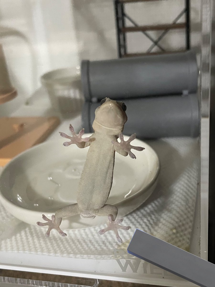#ニホンヤモリ

にじりよって飼い主に伝えたい言葉…🥺

メシくれ