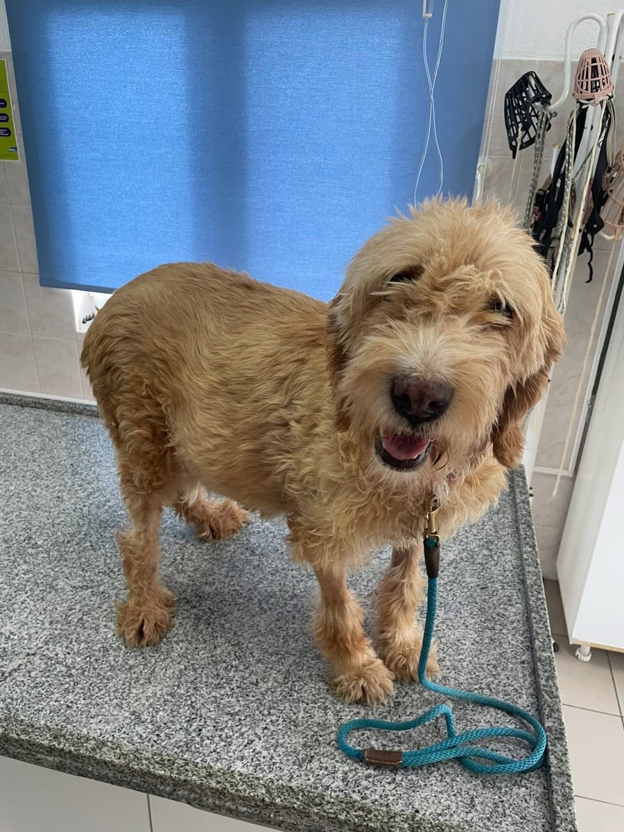 LendAPawRescue's tweet photo. It’s been a bad week 😫

💔 Julijana  had to take Ginny urgently in Kumanovo to see Stefan (vet) because Borche (pension guy) called her to say that her belly was very bloated and hard.

They did all kinds of tests and it seems that the Heartworm (which she tested negative for last visit) has weakened her heart and it’s not functioning properly.

Stefan managed to pump out around two litres of liquid and she will stay there tonight for observation. They gave her IV and medication and want to see if the liquid will start to subside. She will also probably have to start heart medication, but we will know more tomorrow.

Any help towards her bills is greatly appreciated, donation links bellow 

Bank - 08-92-99 / 67355028 account name Lend A Paw Rescue

https://t.co/la6QyU1ZUG 

Mention “Ginny” when donating 🙏♥️