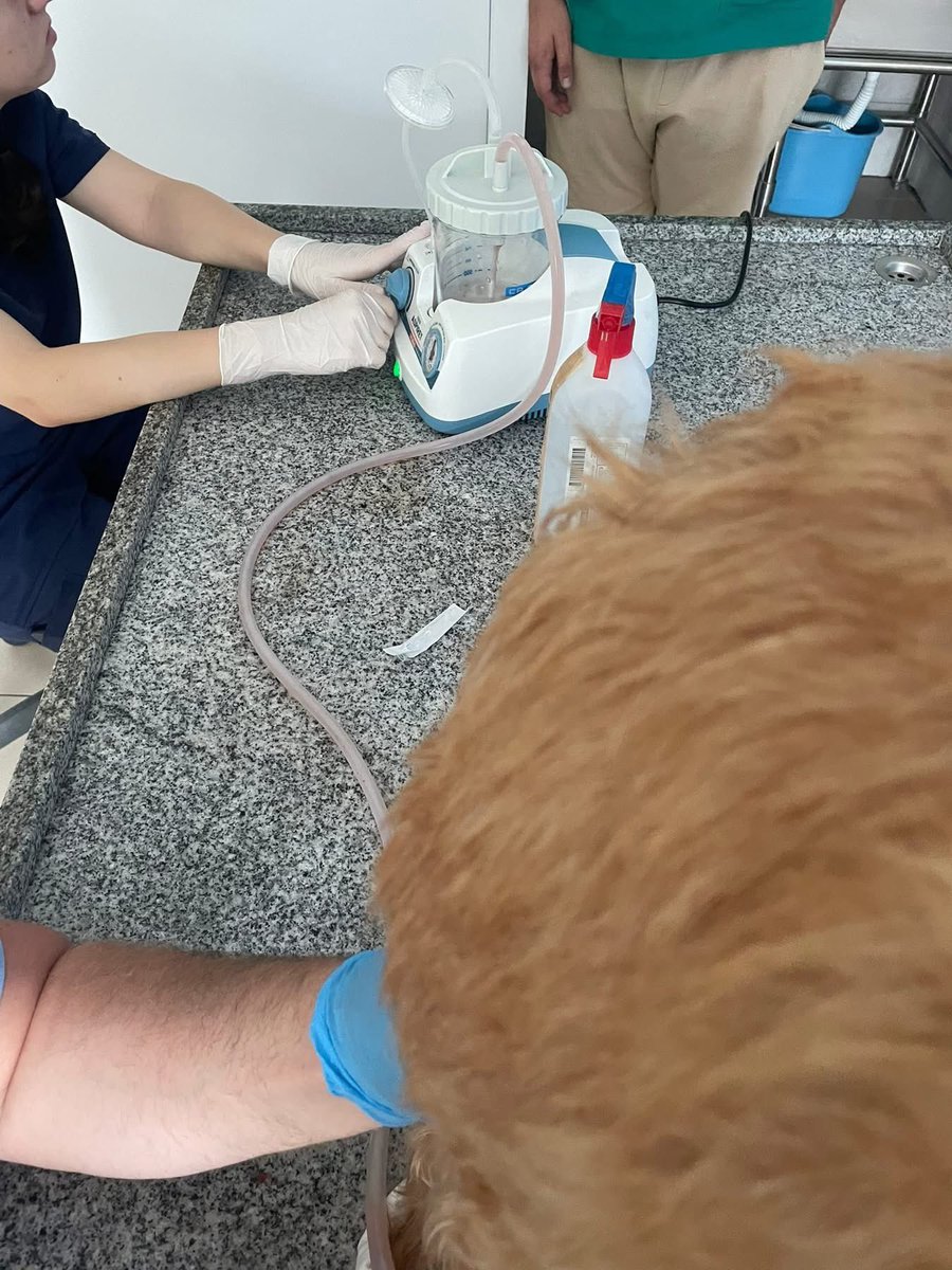 LendAPawRescue's tweet photo. It’s been a bad week 😫

💔 Julijana  had to take Ginny urgently in Kumanovo to see Stefan (vet) because Borche (pension guy) called her to say that her belly was very bloated and hard.

They did all kinds of tests and it seems that the Heartworm (which she tested negative for last visit) has weakened her heart and it’s not functioning properly.

Stefan managed to pump out around two litres of liquid and she will stay there tonight for observation. They gave her IV and medication and want to see if the liquid will start to subside. She will also probably have to start heart medication, but we will know more tomorrow.

Any help towards her bills is greatly appreciated, donation links bellow 

Bank - 08-92-99 / 67355028 account name Lend A Paw Rescue

https://t.co/la6QyU1ZUG 

Mention “Ginny” when donating 🙏♥️