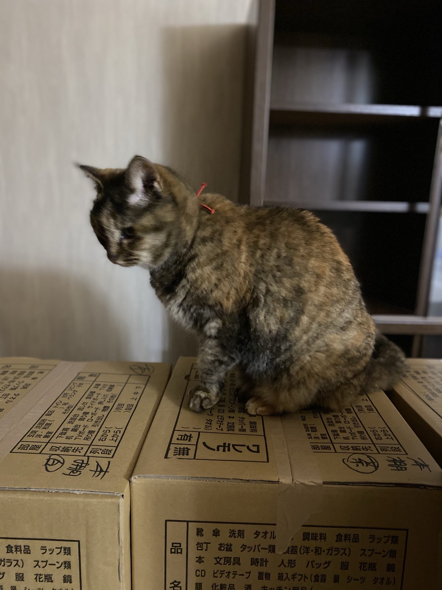 ねこ先輩 on X: 