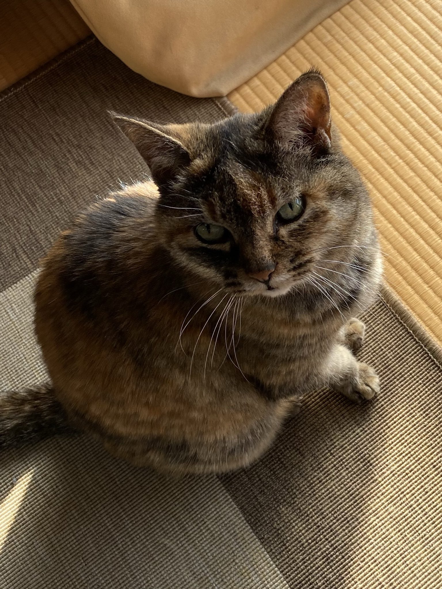 ねこ先輩 on X: 