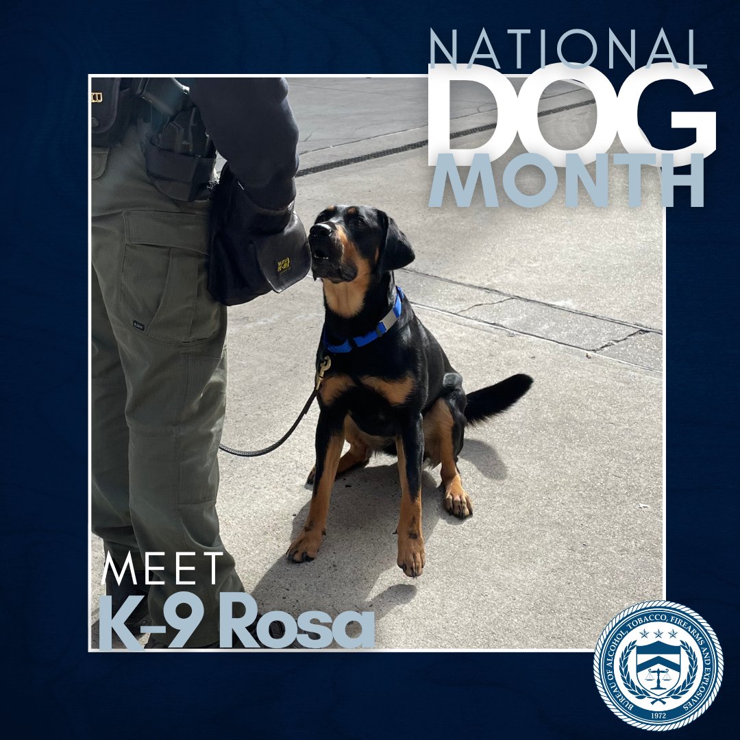 ATFHQ's tweet image. Celebrating #NationalDogMonth with ATF Accelerant Detection K-9 Rosa! Rosa is a Labrador Retriever who is specially trained to detect the presence of accelerants at fire scenes. Rosa is a powerful tool in the fight against violent crimes of Arson #ATFK9
