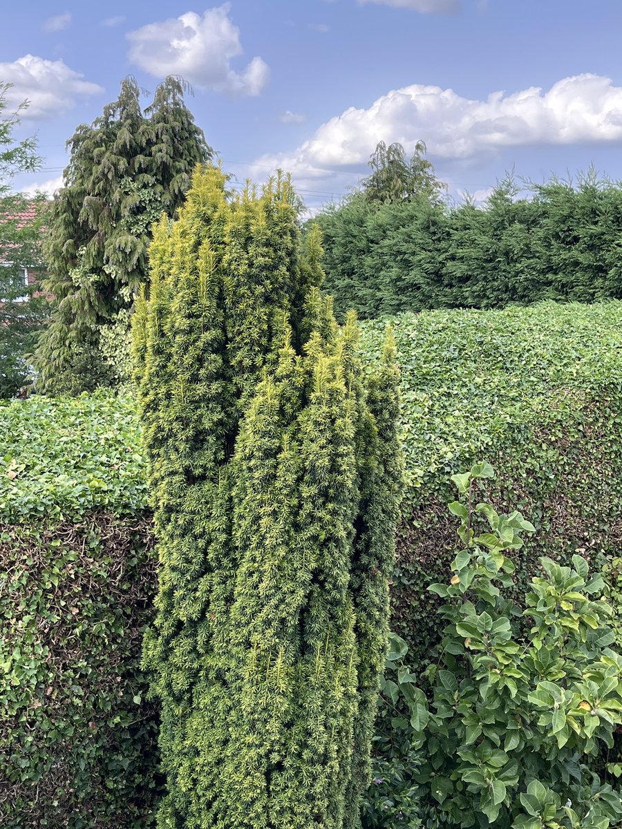 Milhart66Ken's tweet image. Hedge cutting progress so far today. I stopped at lunchtime due to the heat. The last two pics show the huge width of my neighbour’s hedge. #gardening #gardeninglife #hedgecutting