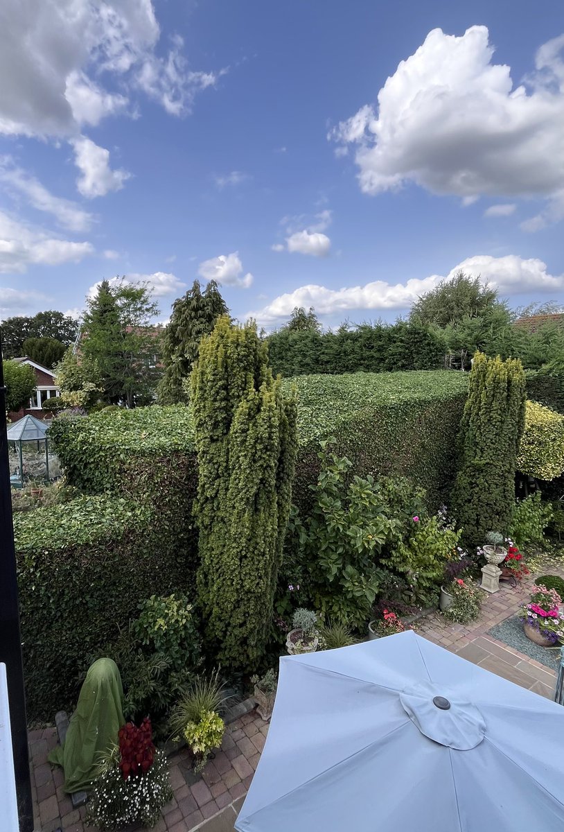 Milhart66Ken's tweet image. Hedge cutting progress so far today. I stopped at lunchtime due to the heat. The last two pics show the huge width of my neighbour’s hedge. #gardening #gardeninglife #hedgecutting
