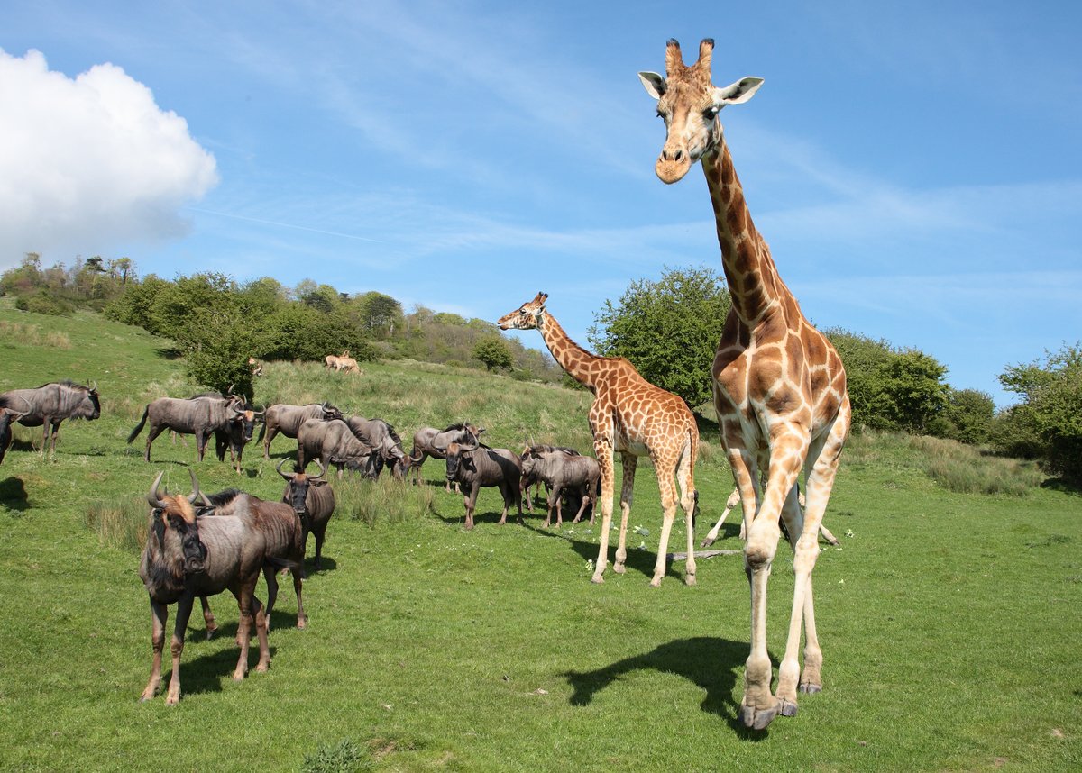 If you're looking for a totally wild day out this summer, we've got some fantastic wildlife parks worth a visit 🐘🦒🦁🦓

Full story: kentonline.co.uk/whats-on/news/…