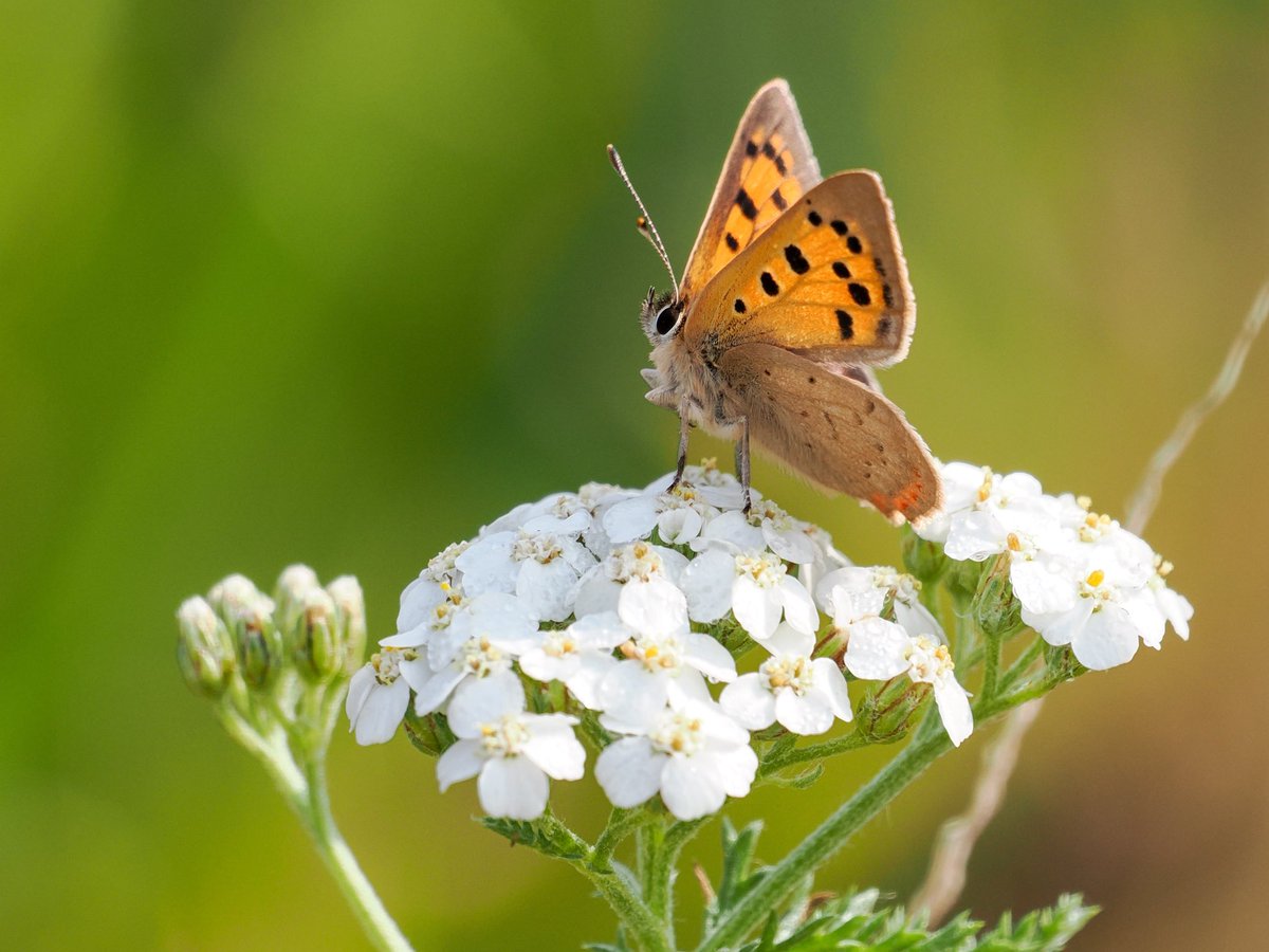 One of my favourite butterflies, the Small Copper. This one is having a little rest on achillea blooms. 
<a href="/savebutterflies/">Butterfly Conservation 🦋</a> <a href="/Cornwall_BC/">Cornwall Butterfly Conservation</a> #butterflies #insects <a href="/WildlifeTrusts/">The Wildlife Trusts</a>