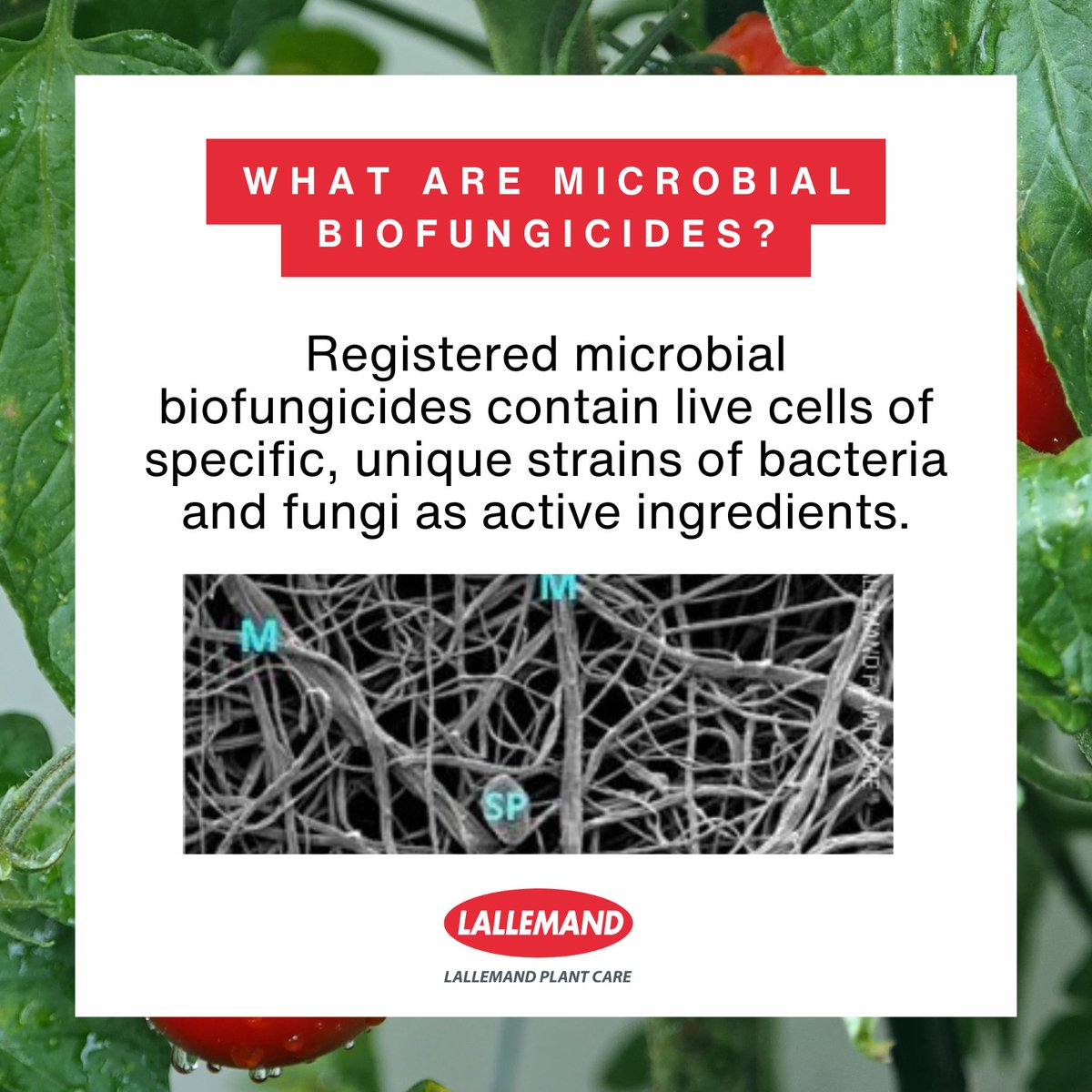 Microbial biofungicide use continues to gain momentum, thanks to improvements in microbial product quality and education. Learn more about how to effectively use microbial biofungicides in our k-center article.

ow.ly/iFGg50WFBgx