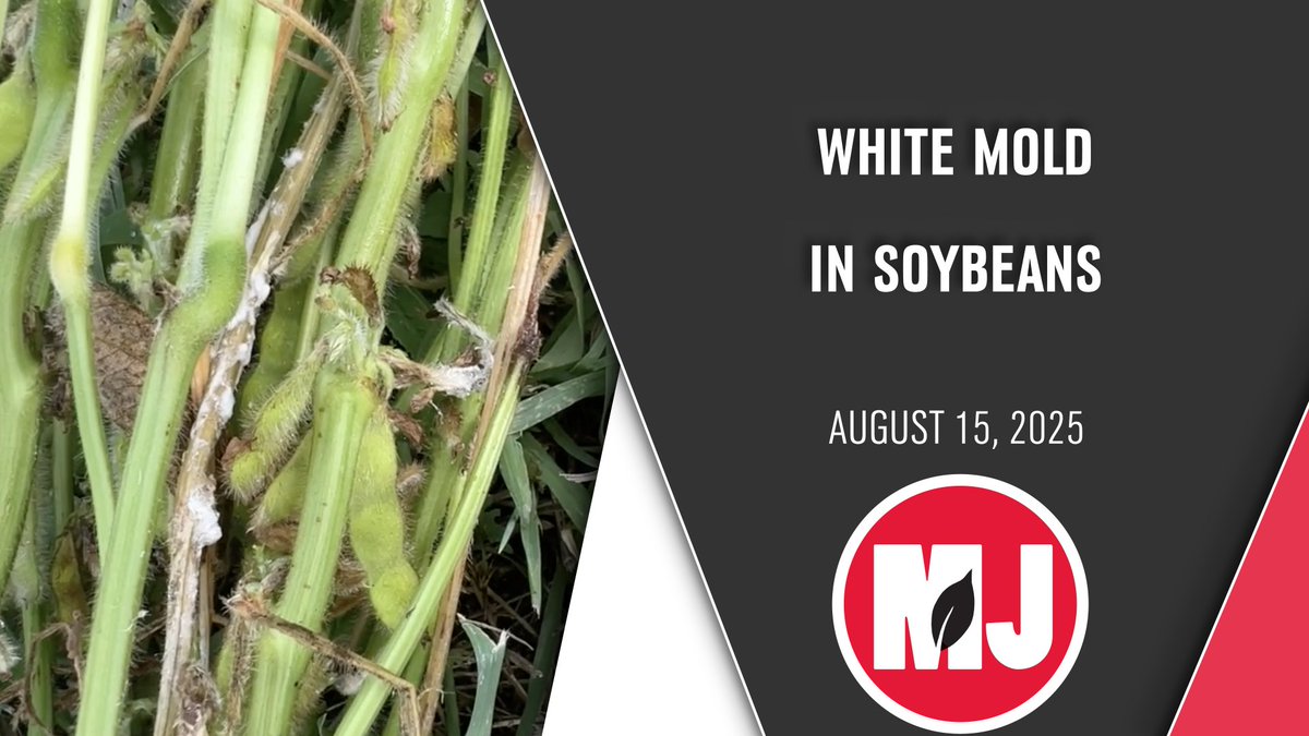 Extension Plant Pathologist, Dylan Mangel talks about white mold pressure this season and what steps you can take to protect your yield. 
youtu.be/ncdEEK7ObVU 
@NESoybBeanBoard