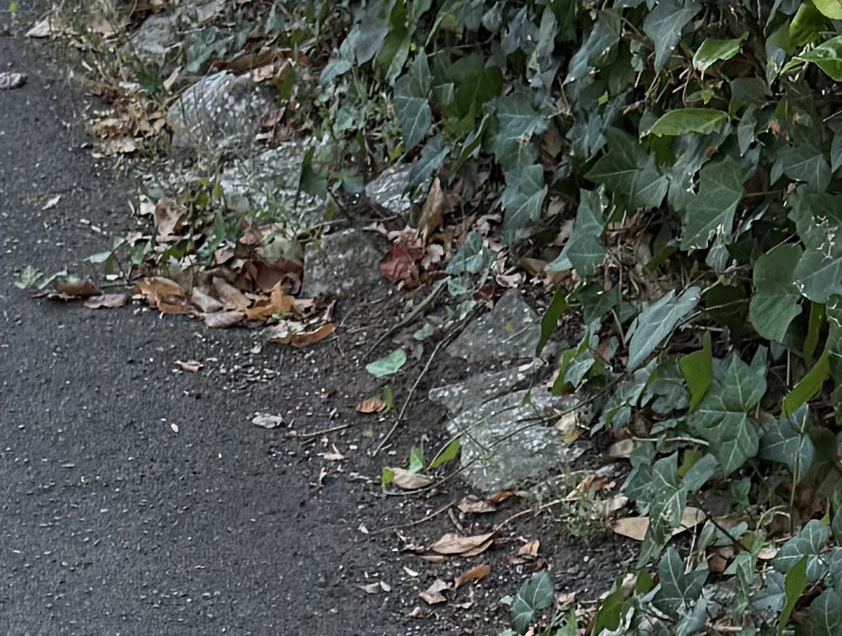 Ashley Coates tweet media