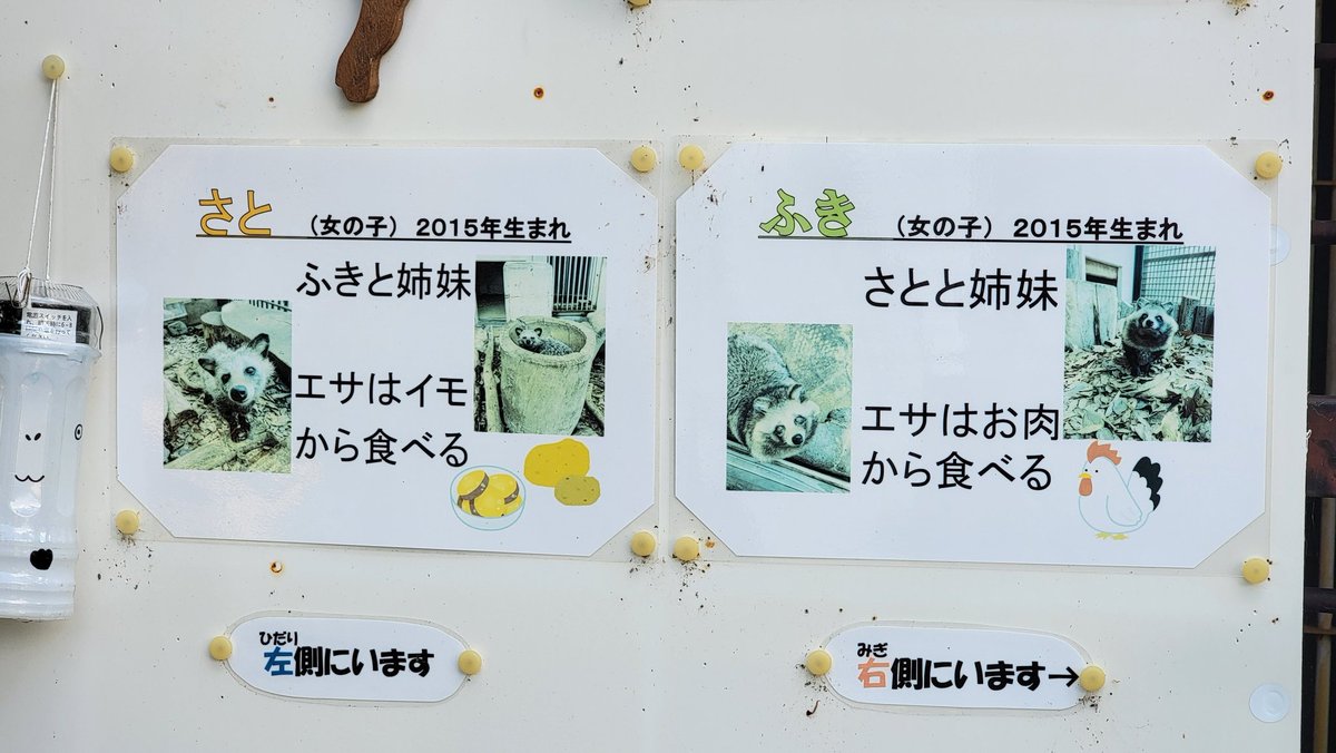 ✿nao18_michi様✿専用ページ 　秋田フキ　◤苗◢ ✿nao18_michi様✿専用ページ 秋田フキ ◤苗◢ ✿nao18_michi様