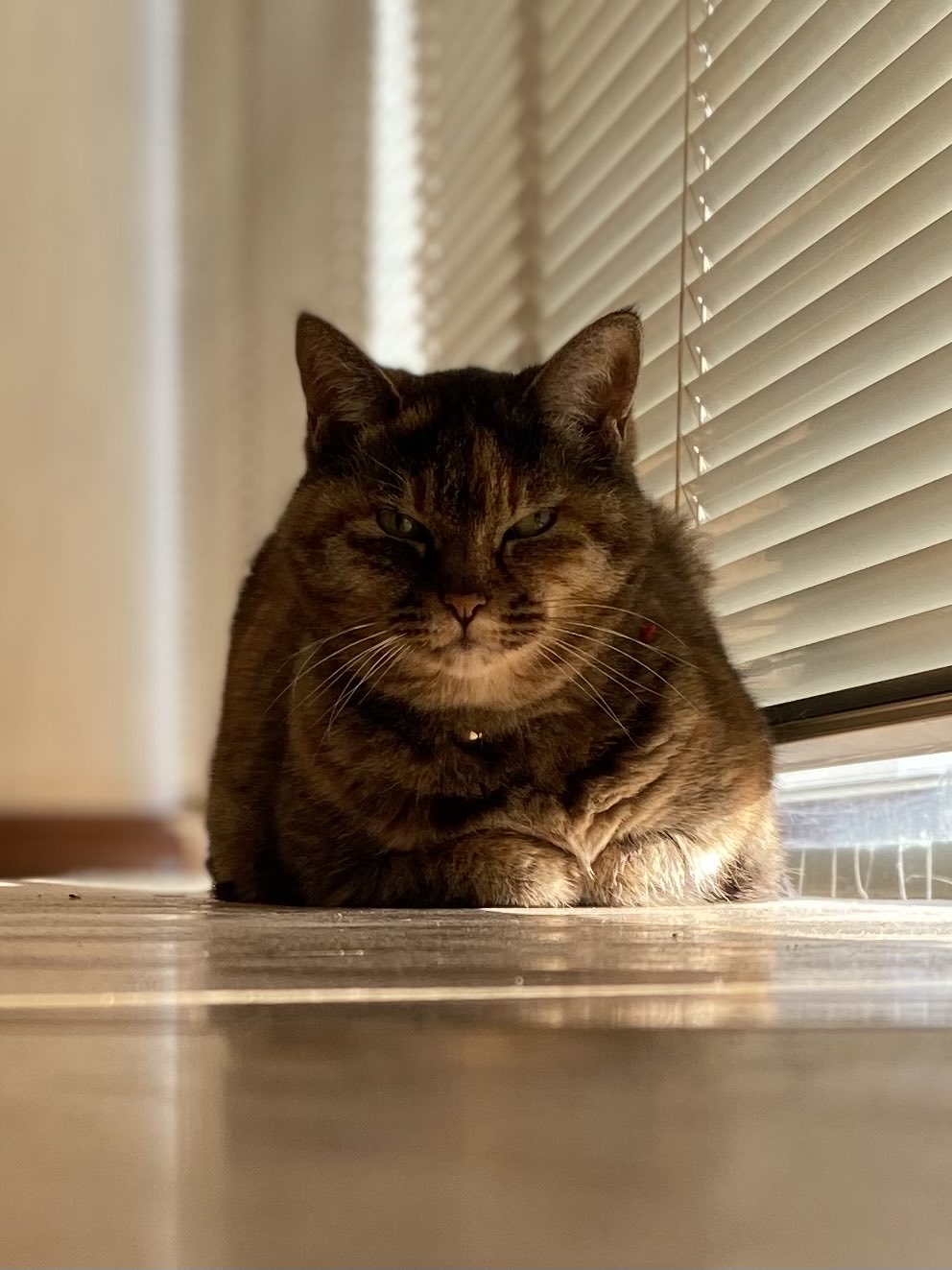 ねこ先輩 on X: 