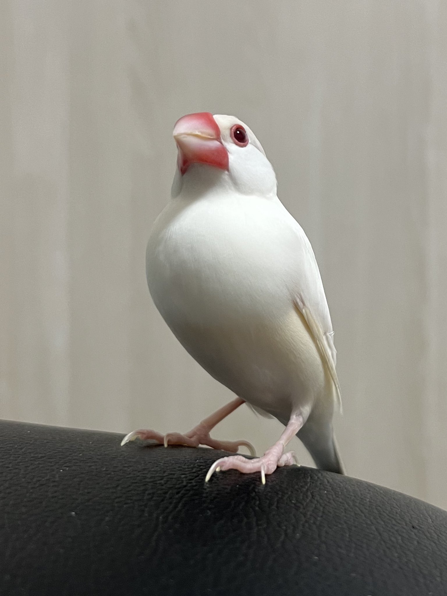 鳥かご　白 楽天市場】鳥かご ホワイトの通販