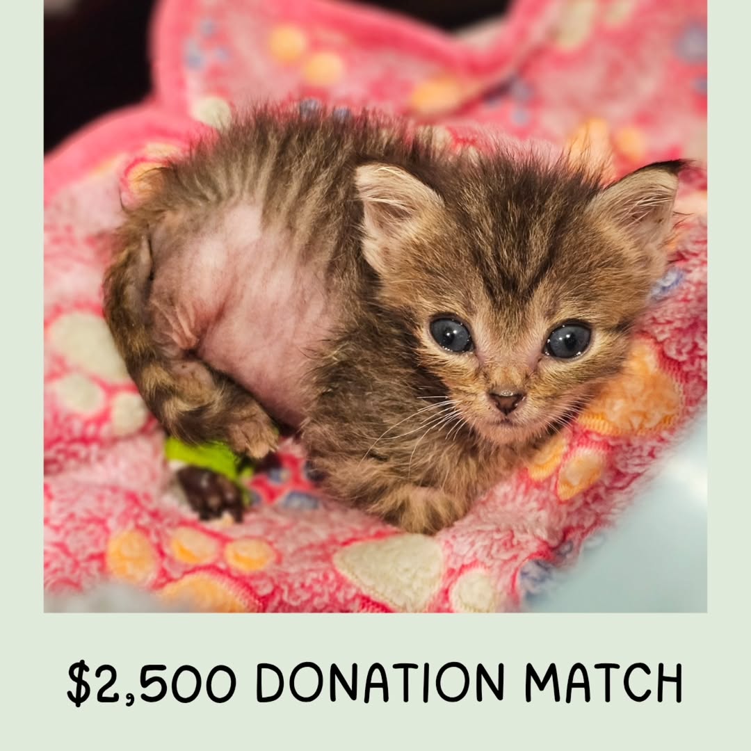 Jack Jack is back home! He's doing well, back to eating normally and being a little heartbreaker. They were able to pull enough blood to run the thyroid panel, and his level would be normal for an adult cat, but not a kitten of his size (260 grams).

💥PLEASE DONATE LINK INBIO 🙏