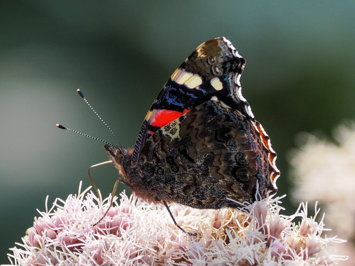 Red Admiral feeding on Hemp Agrimony.  After the Meadow Brown, it’s probably the most numerous butterfly that I’ve seen this year.
<a href="/savebutterflies/">Butterfly Conservation 🦋</a> <a href="/Cornwall_BC/">Cornwall Butterfly Conservation</a> <a href="/DevonWildlife/">Devon Wildlife Trust</a> #butterflies #insects