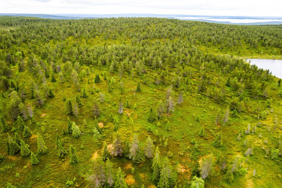 Keskustelemme Ailangantunturin pumppuvoimalaitos- ja voimajohtohankkeesta ja sen vaikutuksista ympäristöön yleisötilaisuudessa 1.9. Esittelemme arviointituloksia webinaareissa: 3.9.  vesistövaikutuksia ja 11.9. luontovaikutuksia. Ilmoittaudu mukaan bit.ly/47uYyio