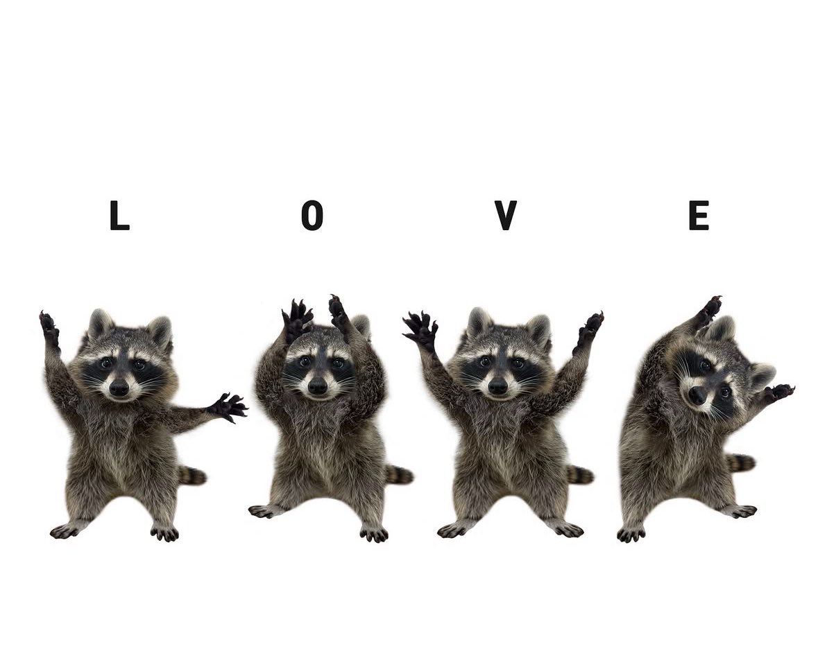raccoonesthetic's tweet photo. https://t.co/wVW72o7qcw