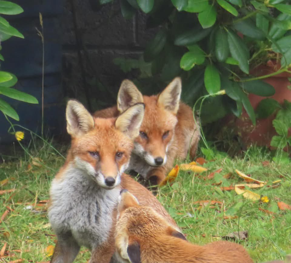 Fox Family in MotherWell 🦊🦊🦊 #Fox #FoxoftheDay #wildlife #wildlifephotography #nature <a href="/ScottishField/">Scottish Field</a> <a href="/nlcpeople/">NorthLanCouncil</a> #Scotland #NaturePhotography