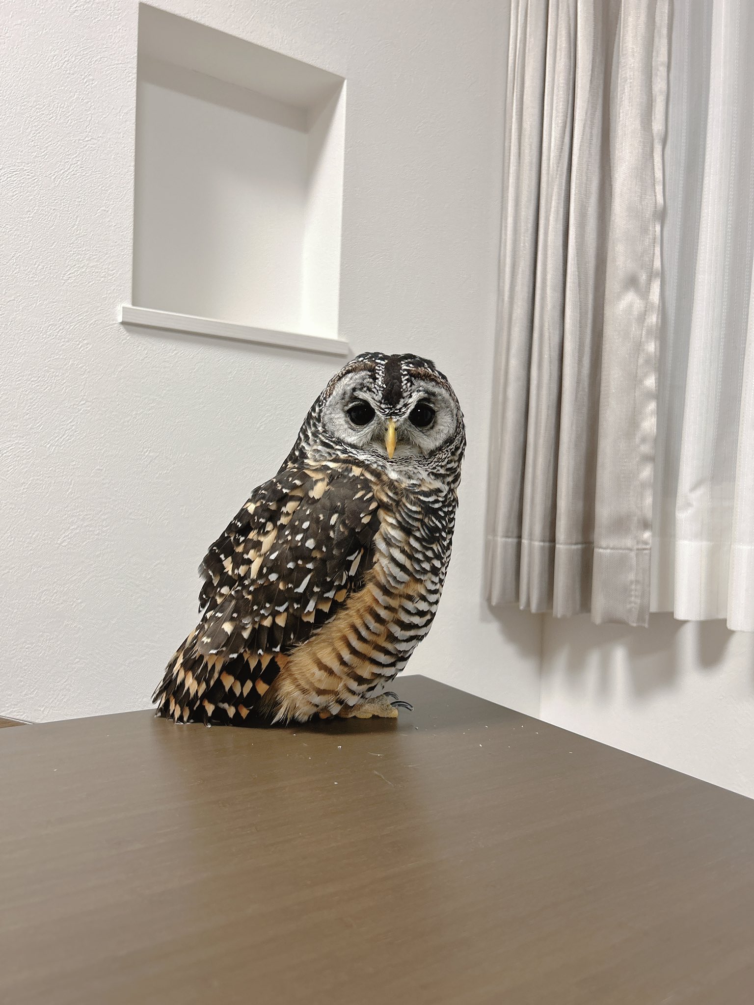 ふーか　❀不思議な梟❀ Amazon.co.jp: 鳥を寄せ付けないプラスチック製のフクロウ、目が