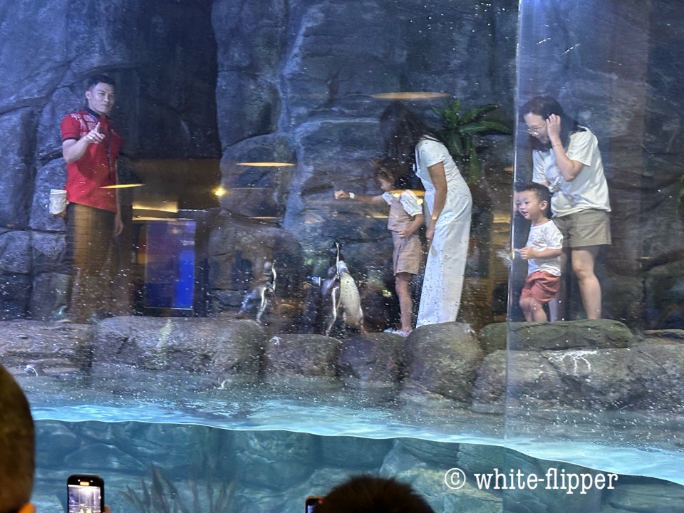whiteflipper's tweet photo. ペンギンの紹介みたいなのが1日数回行われます。水族館入場者とカフェ利用者は参観できます。そして、選ばれし者は給仕体験ができます🐟🐧
#旅ペンギン #インドネシア旅行 #ジャカルタ #ぺもの #pingoo https://t.co/NOvuVlc6vq