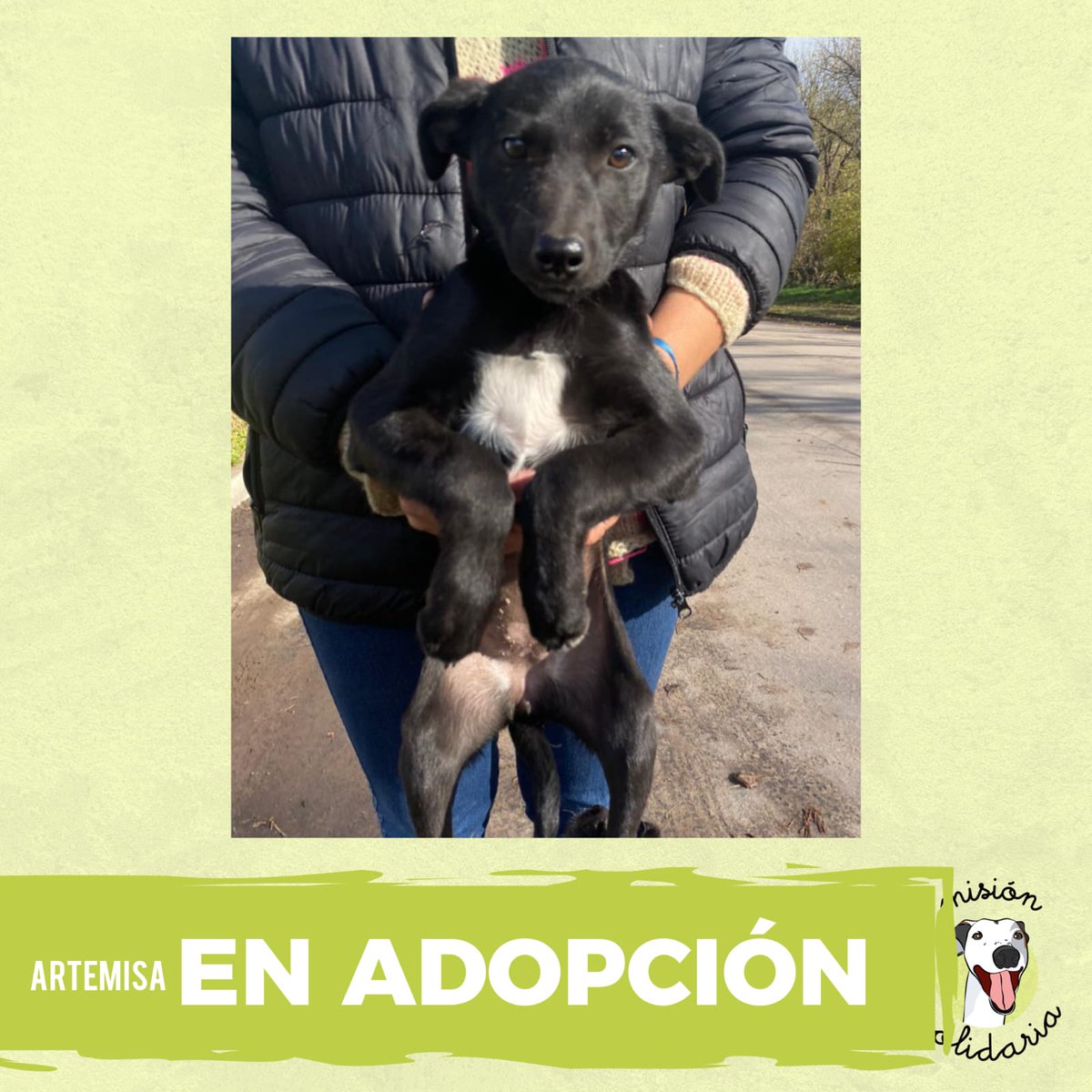 Artemisa tiene 4 meses. Está desparasitada y busca una casa para que la quieran toda la vida.
Queres adoptarla? Escribime!
misionsolidariatwitter@gmail.com
Asunto: Protegido por Artemisa
RT porfa