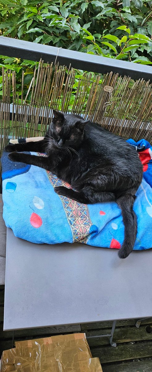 <a href="/Fievel_Le_Sacre/">Fievel du Royaume d'Agapé</a> <a href="/HermesleChat/">Hermès et Tigresse Louis XVI hate account</a> <a href="/CaroleSeewald/">Je suis Chaton🧡🖤🎀🐱🐈🐾🐾</a> <a href="/BisonPicard/">Bison Picard, MiiMii, Tipère 🐃🐯 🦁✨🧺🍯🖤🤍👑</a> <a href="/CatherineVld/">🎀🦐💚Ismoktisch Bouboule Minette Pichoune🐕Samie</a> <a href="/JamaisMaurice/">Jamais sans Maurice</a> Bon vendredi tatousse. C'est le dodo sur le balcon en ce jour ferien! #FelinFriday