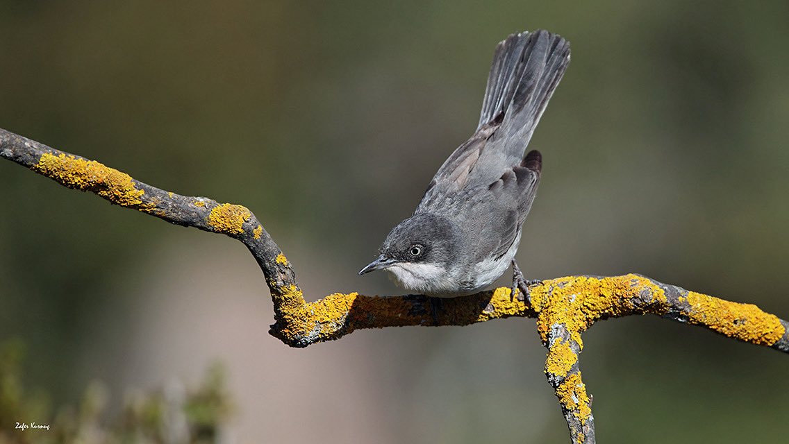 trakus.org / Türkiye'nin Anonim Kuşları tweet media
