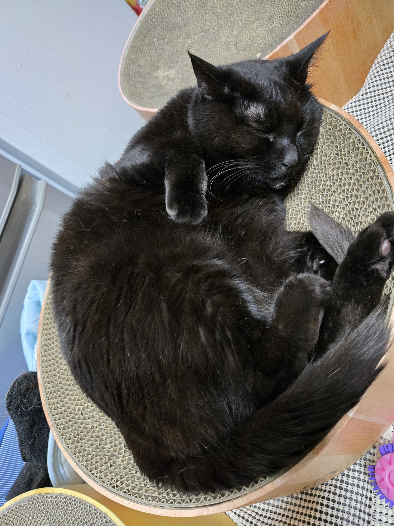 ねこ葉っぱ Amazon.co.jp: りぶはあと 抱き枕 ねこ肯定感 はちわれのかつお