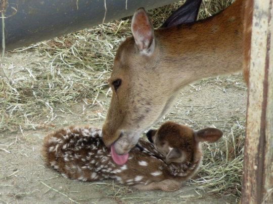 lezbiandeer's tweet image. 