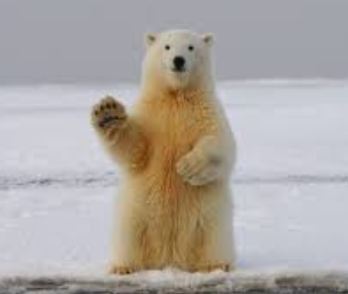 a_palycev's tweet photo. Polar bears have BLACK skin! 🐻‍❄️ Fur is transparent. https://t.co/Fv93tNW9r9