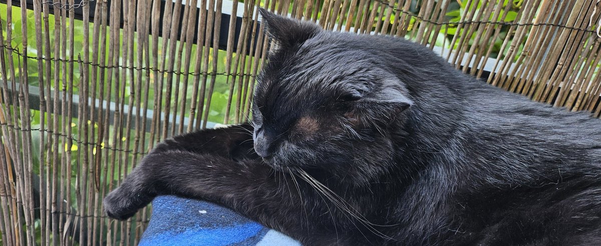 <a href="/Fievel_Le_Sacre/">Fievel du Royaume d'Agapé</a> <a href="/HermesleChat/">Hermès et Tigresse Louis XVI hate account</a> <a href="/CaroleSeewald/">Je suis Chaton🧡🖤🎀🐱🐈🐾🐾</a> <a href="/BisonPicard/">Bison Picard, MiiMii, Tipère 🐃🐯 🦁✨🧺🍯🖤🤍👑</a> <a href="/CatherineVld/">🎀🦐💚Ismoktisch Bouboule Minette Pichoune🐕Samie</a> <a href="/JamaisMaurice/">Jamais sans Maurice</a> <a href="/JamaisMaurice/">Jamais sans Maurice</a> je me fais complètement chaparazzer en ce jour de #FelinFriday