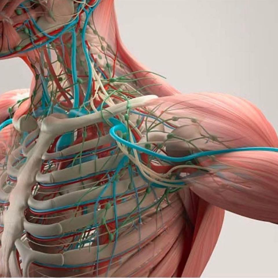 EnsedeCiencia's tweet photo. Para tus lecturas de fin de semana, te dejamos una colección GRATIS de libros en PDF de Anatomía Humana. 🧠🫀🫁👇 https://t.co/4KkAJhOA05