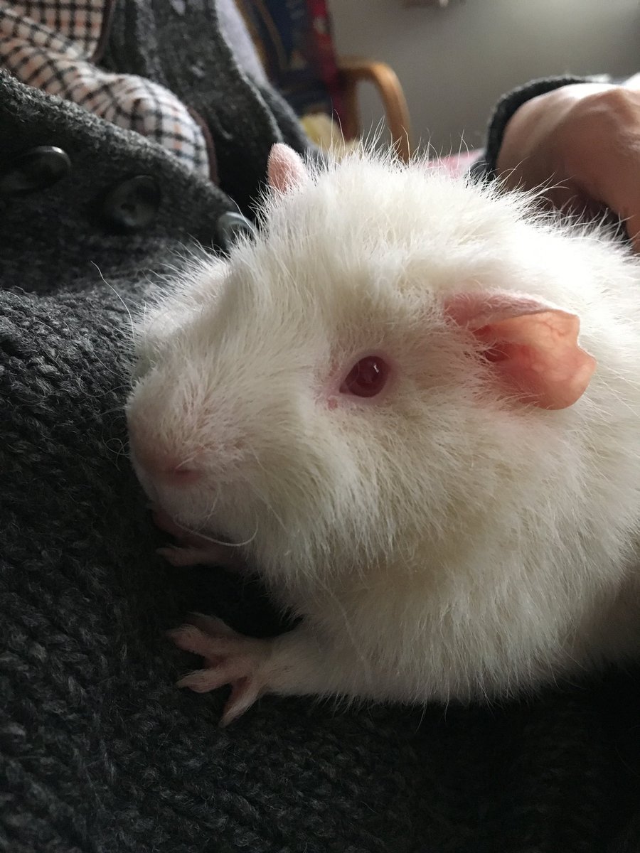 ポポロン（感謝） ポポロン (@tsynk87) / X