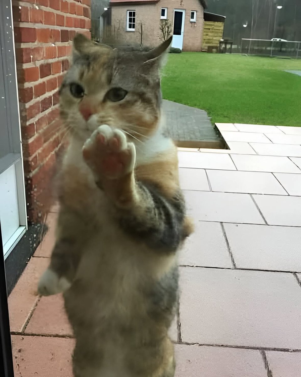 Crazy Vibes (@crazyvibes_1) on Twitter photo Every morning, he’s there. Silent. He doesn’t meow, he doesn’t scratch at the door. He simply places his paw gently against the glass, as if to say, “I’m still here…”
At first, I thought he belonged to someone in the neighborhood—that he’d wander off after a few minutes. But Every morning, he’s there. Silent. He doesn’t meow, he doesn’t scratch at the door. He simply places his paw gently against the glass, as if to say, “I’m still here…”
At first, I thought he belonged to someone in the neighborhood—that he’d wander off after a few minutes. But