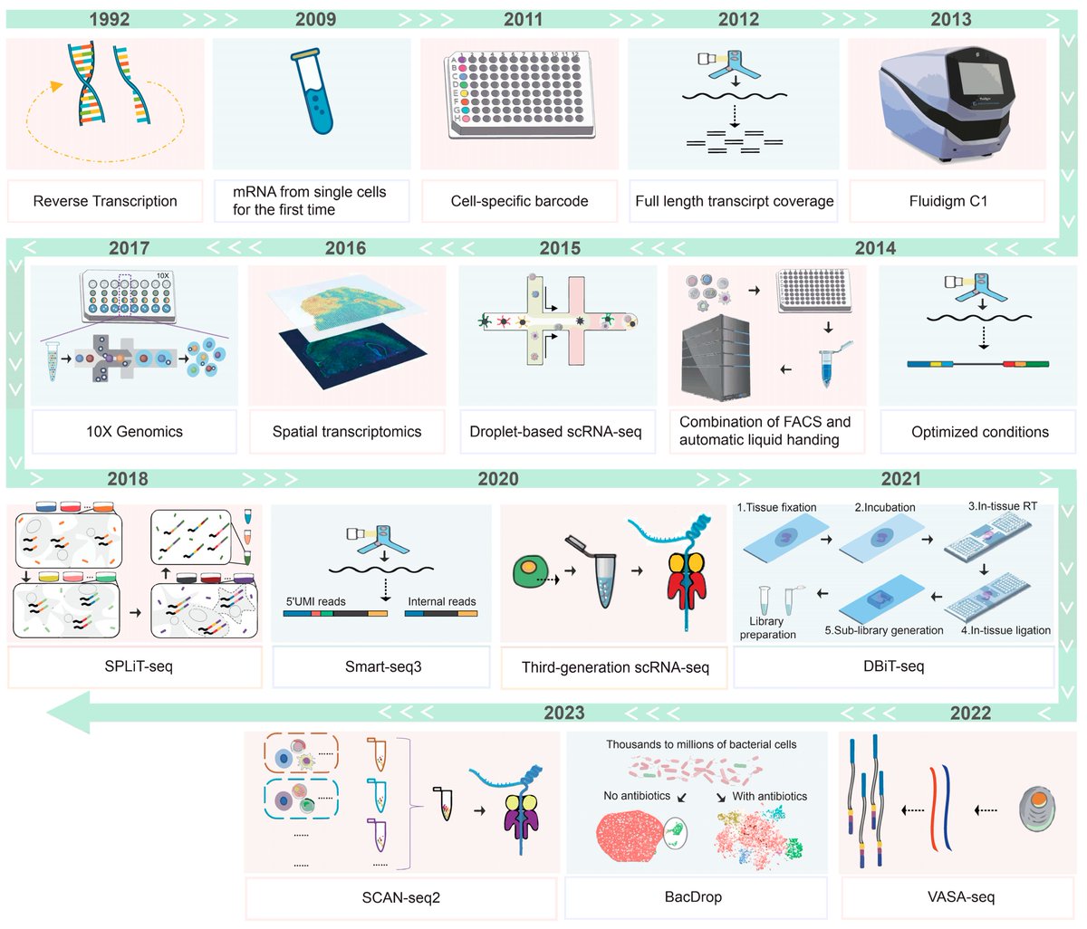 Biology_MDPI's tweet image. #MostCitedPapers 🧬🔬
2024 Article by Huang et al.: "The Advancement and Application of the Single-Cell Transcriptome in Biological and Medical Research" 🧫
👀Article Views: 5068
🔖Citations: 9
🔗mdpi.com/2835480
#SingleCellTranscriptomics #Genomics #MolecularBiology