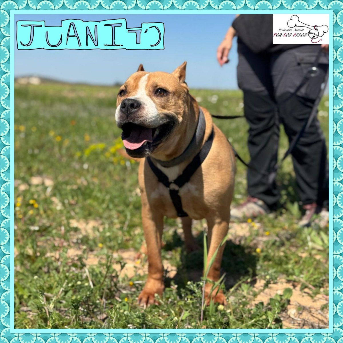 PerreraToledo's tweet photo. 🐶JUANITO🐶 🆘🆘🆘URGENTE: CIERRA LA PERRERA ‼️#acogida #adopcion Otra historia de abandono, apareció vagando en la calle, tenía chip pero nunca vinieron a buscarle. Está en perrera, no aguanta. Muy tranquilo y cariñoso. 👉 https://t.co/lyAWZwgXly https://t.co/8T88qBJtIr