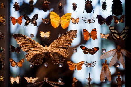 FAPESP lança chamadas para coleções biológicas e acervos museológicos Saiba mais em: agencia.fapesp.br/fapesp-lanca-c…