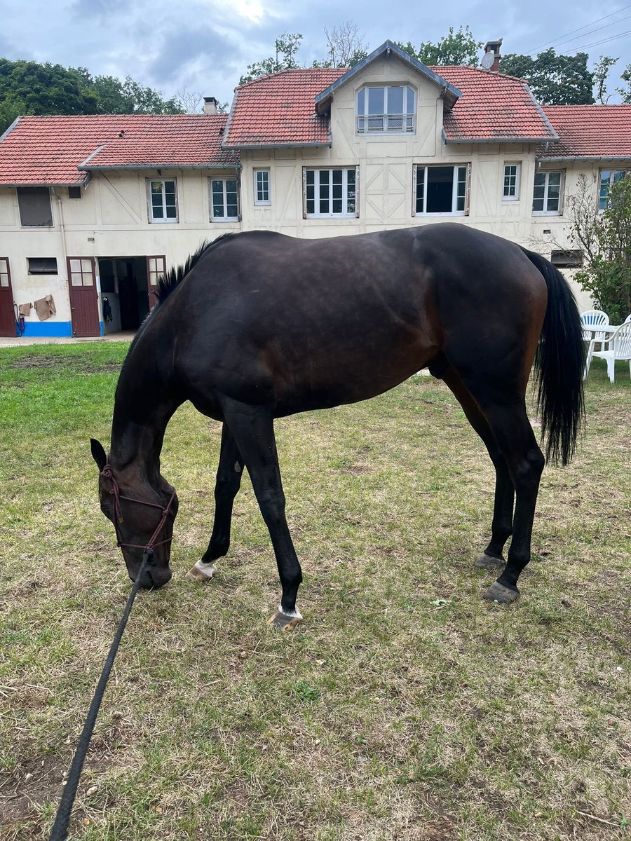 ⭐ Entry Alert ⭐ 
Michelangelo heads back to Le Touquet in northern France on Sunday. A previous course and distance winner. Fabrice Veron will take the ride.
A nice little group of owners will heading over for the weekend.