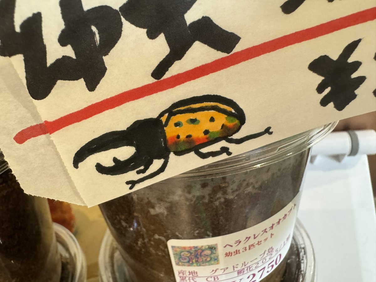 昆虫イベントの出店スタッフ楽しかったー！！！

またタイミング合わせてやりたい！

SMISさんありがとうございましたー！！

ポップに描いたヘラクレスがチビたちに好評だった🐞