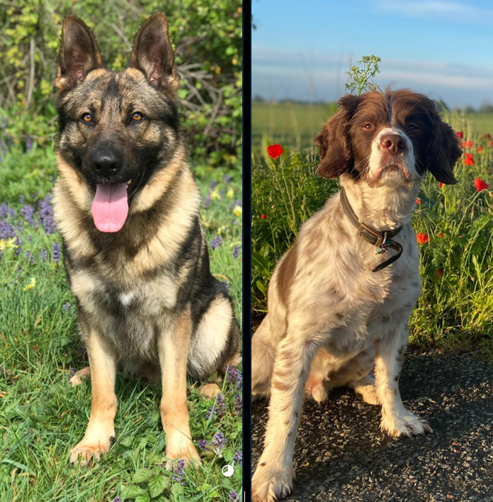 BCH Police Dogs tweet media