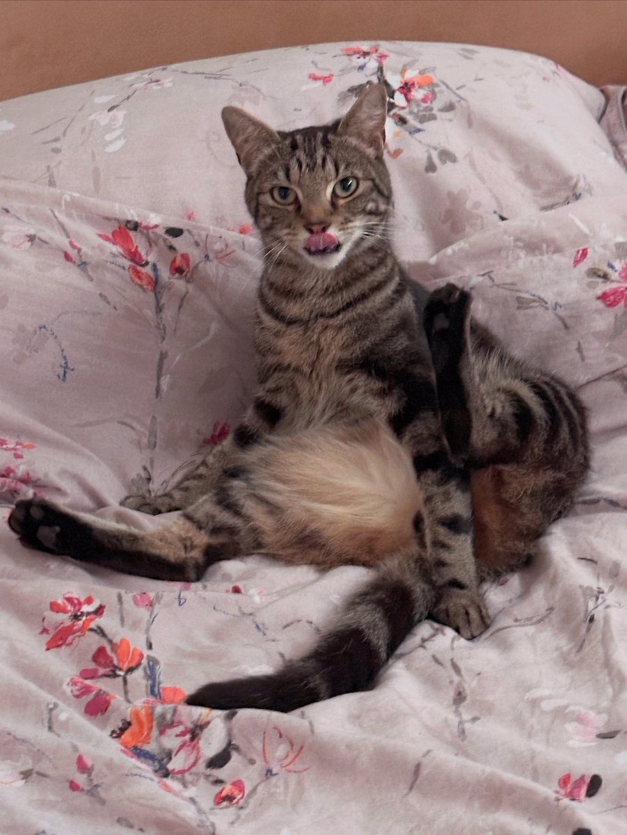 A bit of #kittyporn for a #FridayFeeling