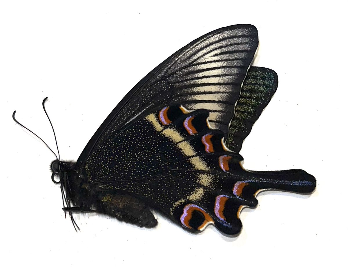 まーさん (@L0h0wBIVr37bKxO) / Posts / X