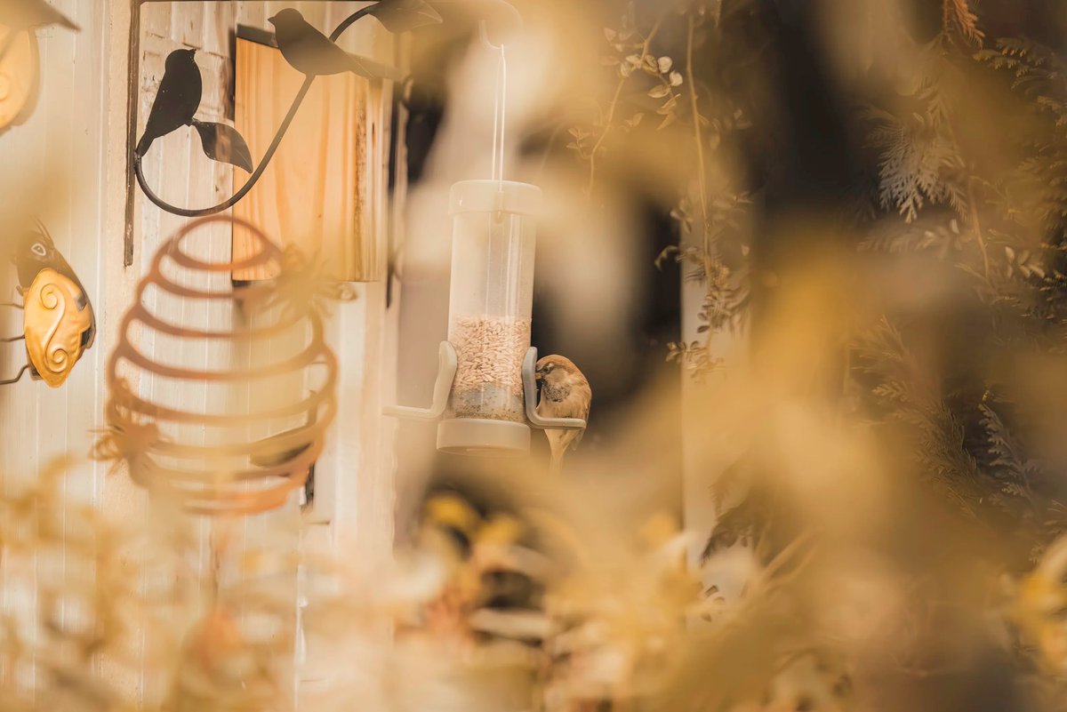 A beautiful entry from Crowd member Phil.C. And a well deserved judged first place in our recent “Sparrows” contest, created and judged by Andrew The Photographer. 👏🏆 

photocrowd.com/photo-competit…