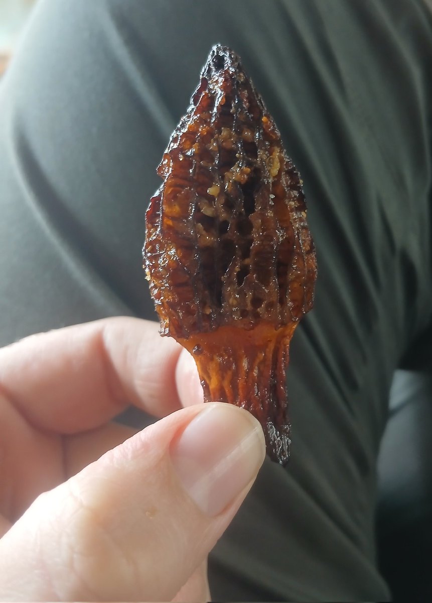 Aperitivo de hoje: cogumelos morchella crocantes.