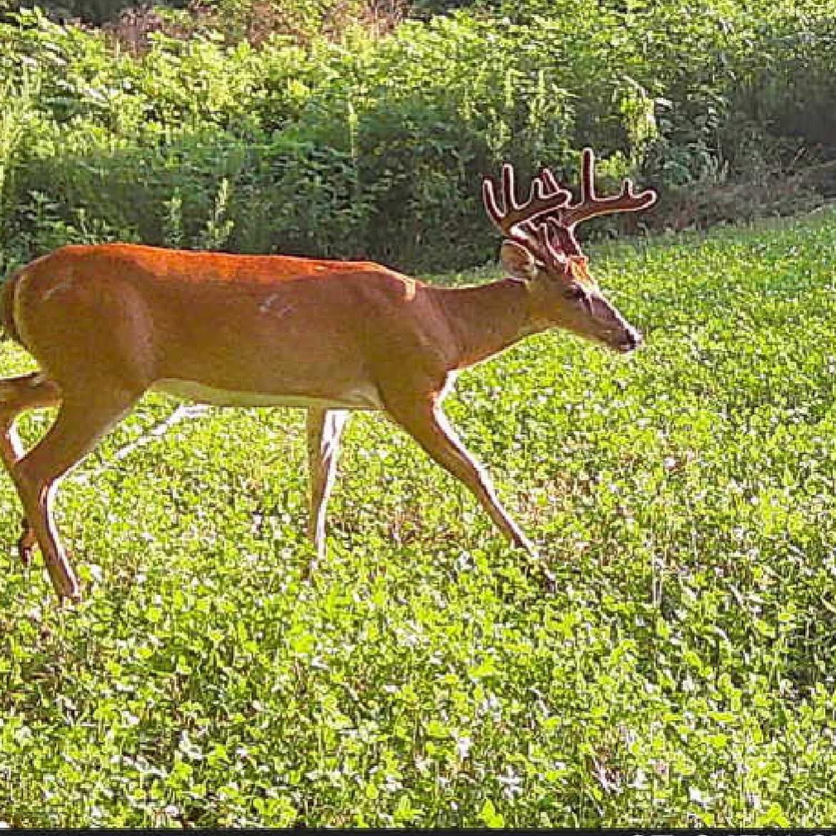 🦌 Buck Chasers 🦌 tweet media