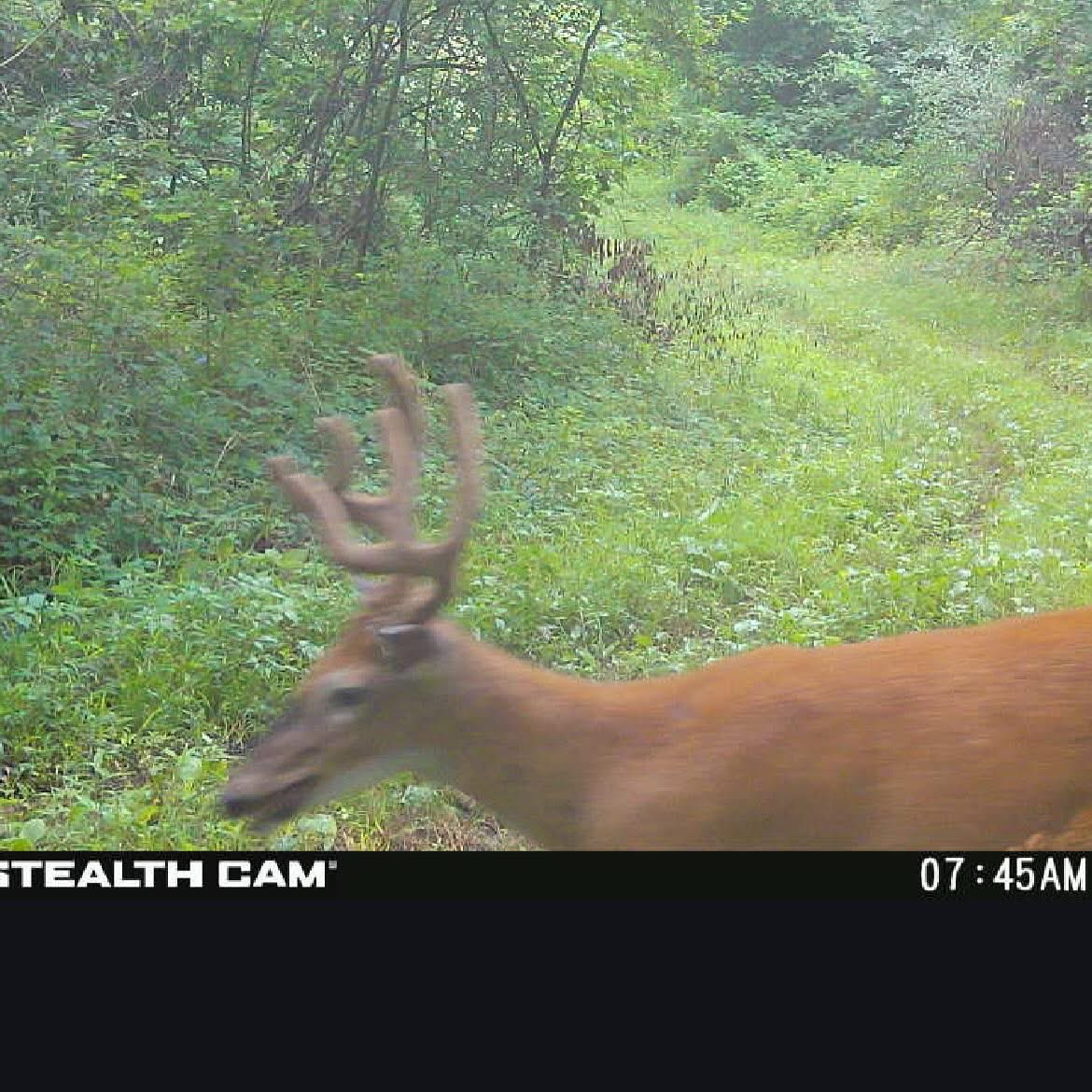 🦌 Buck Chasers 🦌 tweet media